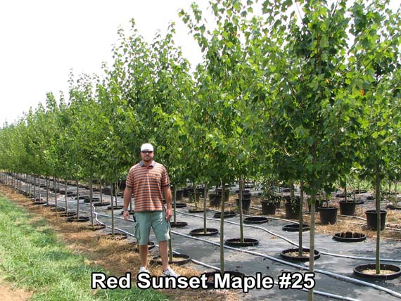 red sunset maple pictures